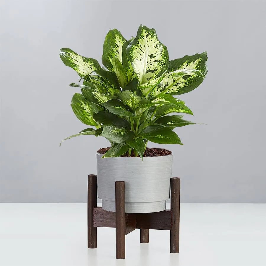 Dieffenbachia Plant  Dumb Cane