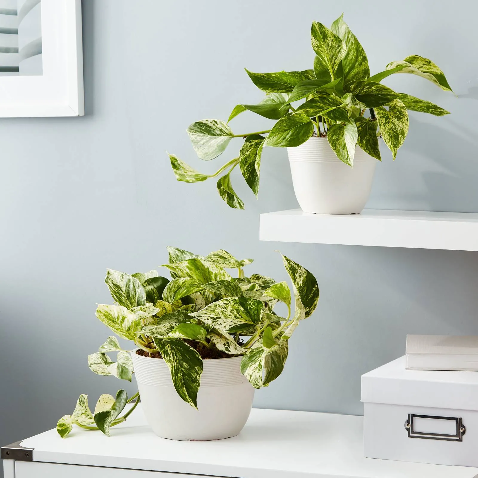 We love Pothos! Easy care, air purifying and can grow to add a lot of character especially as a hanging plant.