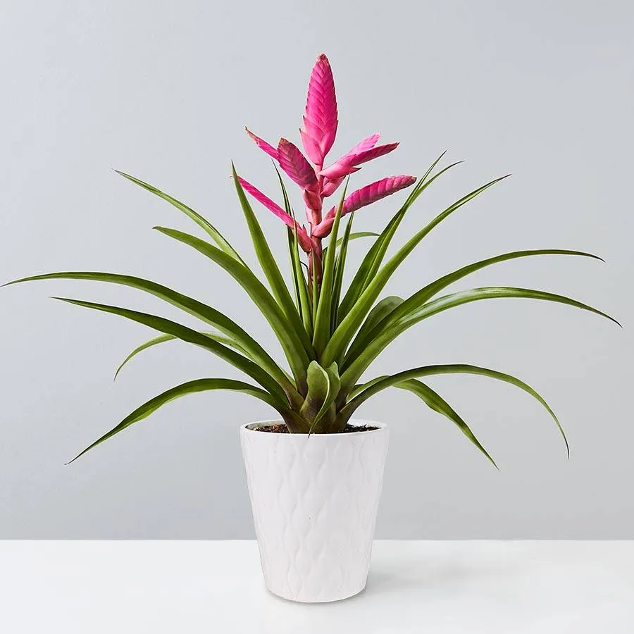 Bromeliad Antonio