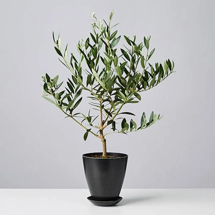 Olive Tree